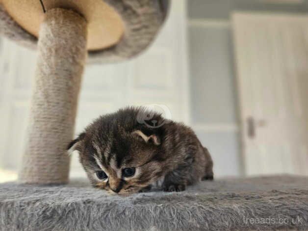 Beautiful Persian Chinchilla Kittens for sale in Doncaster, South Yorkshire - Image 4