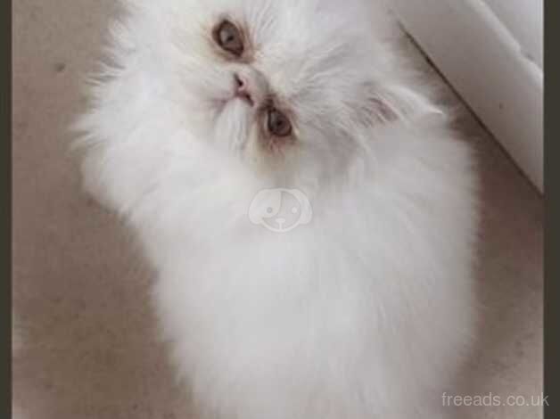 Beautiful Persian Female kitten for sale in Glasgow, Glasgow