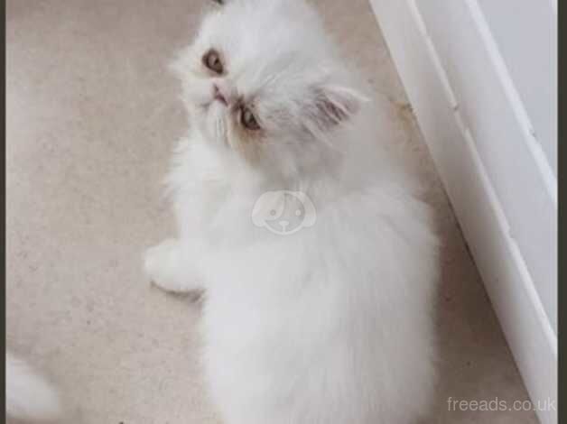 Beautiful Persian Female kitten for sale in Glasgow, Glasgow - Image 2