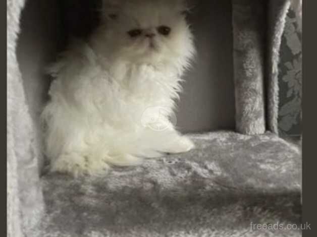 Beautiful Persian Female kitten for sale in Glasgow, Glasgow - Image 3