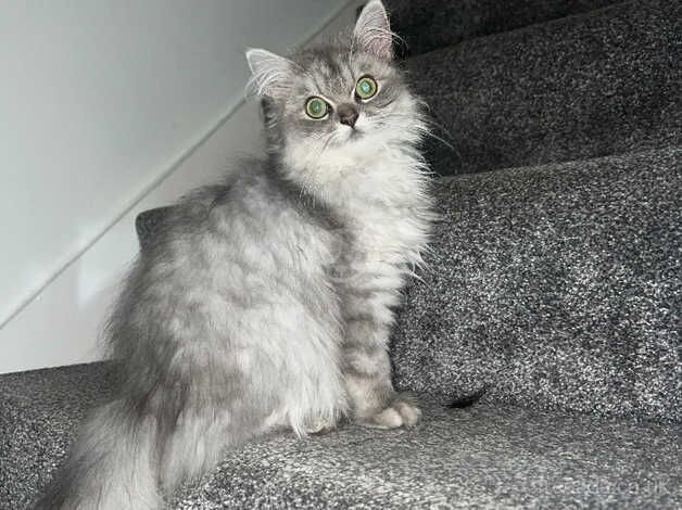 Beautiful Persian kitten for sale in Rotherham, South Yorkshire - Image 2