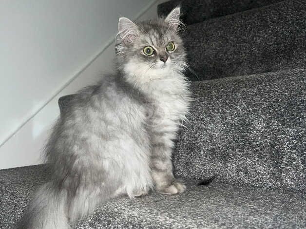 Beautiful Persian kitten for sale in Rotherham, South Yorkshire - Image 4