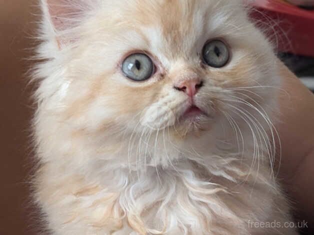 Beautiful Persian kittens for sale in Birmingham, West Midlands