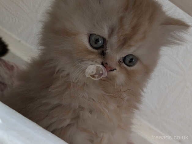 Beautiful Persian kittens for sale in Birmingham, West Midlands - Image 3