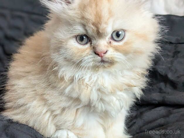 Beautiful Persian kittens for sale in Birmingham, West Midlands - Image 4