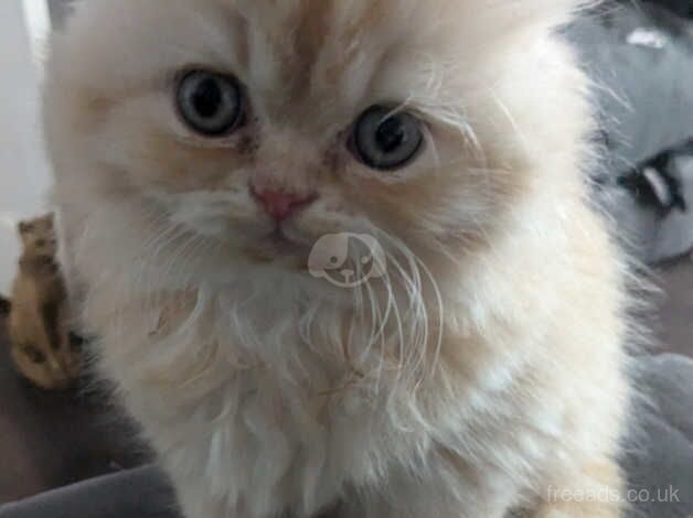 Beautiful Persian kittens for sale in Birmingham, West Midlands - Image 5