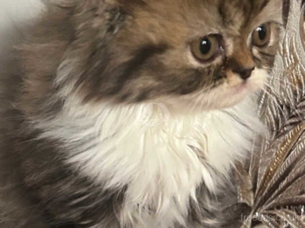 Beautiful Persian kittens for sale in Bradford, West Yorkshire - Image 1