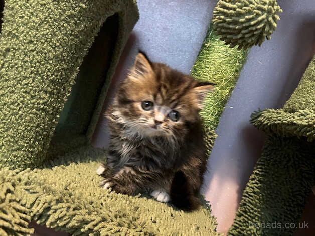 Beautiful Persian kittens for sale in Bradford, West Yorkshire - Image 3