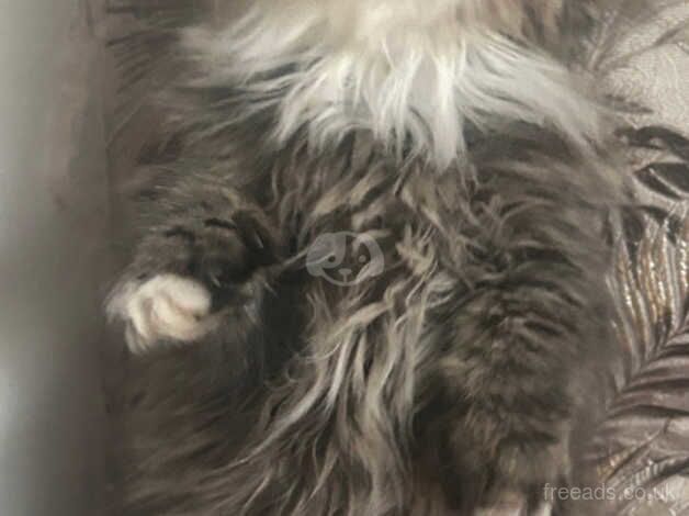 Beautiful Persian kittens for sale in Bradford, West Yorkshire - Image 5