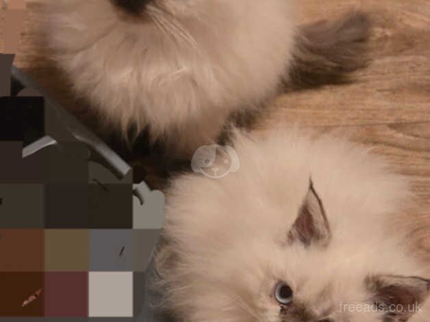 Beautiful persian kittens for sale in Milton Keynes, Buckinghamshire