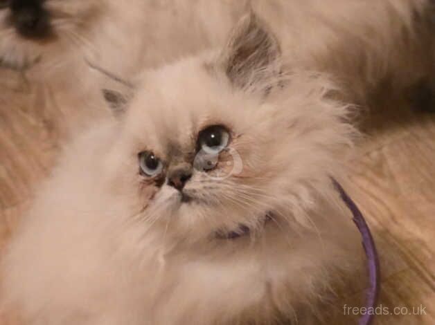 Beautiful persian kittens for sale in Milton Keynes, Buckinghamshire - Image 2