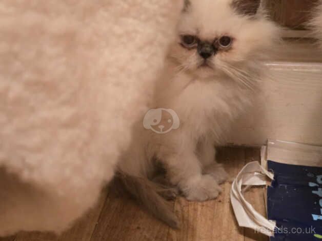 Beautiful persian kittens for sale in Milton Keynes, Buckinghamshire - Image 3