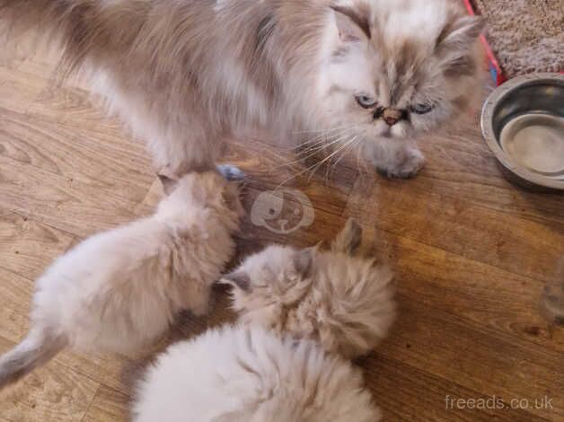 Beautiful persian kittens for sale in Milton Keynes, Buckinghamshire - Image 5