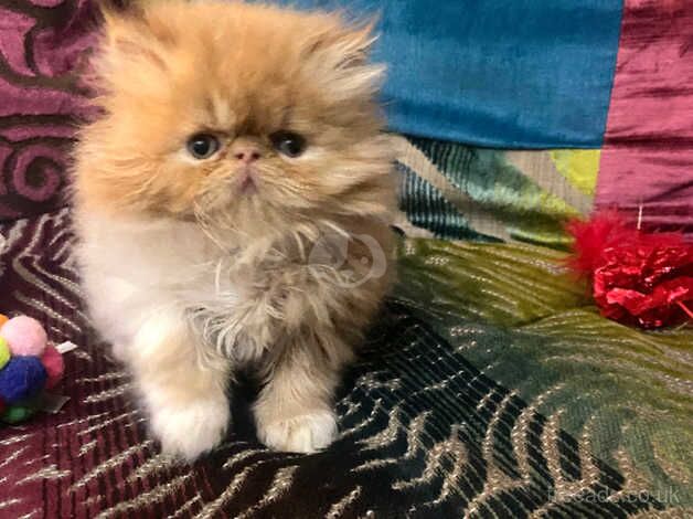 Beautiful red & white Persian male kitten for sale in Cardiff