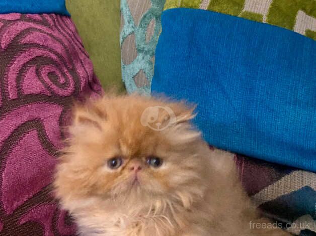 Beautiful red & white Persian male kitten for sale in Cardiff - Image 2