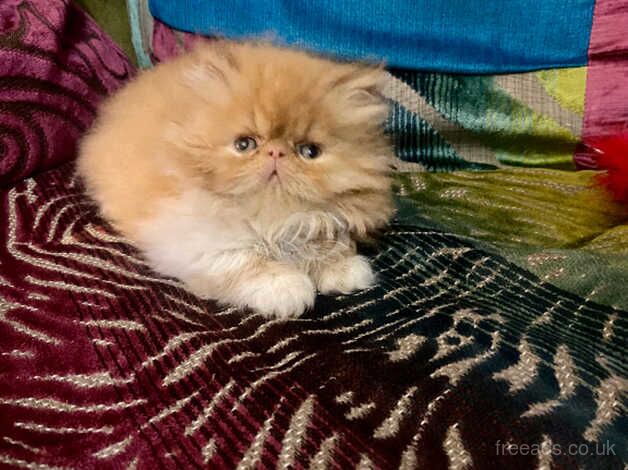 Beautiful red & white Persian male kitten for sale in Cardiff - Image 3