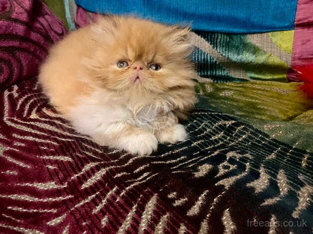 Beautiful red & white Persian male kitten for sale in Cardiff - Image 4