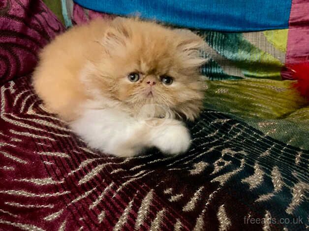 Beautiful red & white Persian male kitten for sale in Cardiff - Image 5