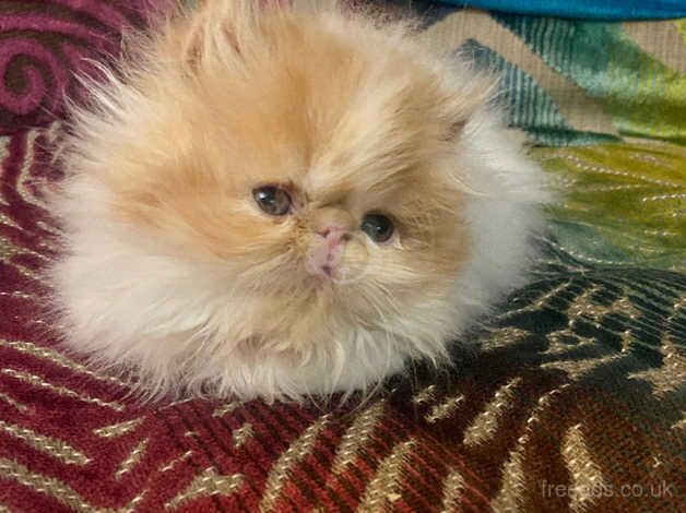 Beautiful Red & White Persian male kitten for sale in Cardiff, Cardiff