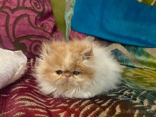 Beautiful Red & White Persian male kitten for sale in Cardiff, Cardiff - Image 2