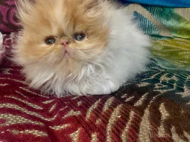 Beautiful Red & White Persian male kitten for sale in Cardiff, Cardiff - Image 3