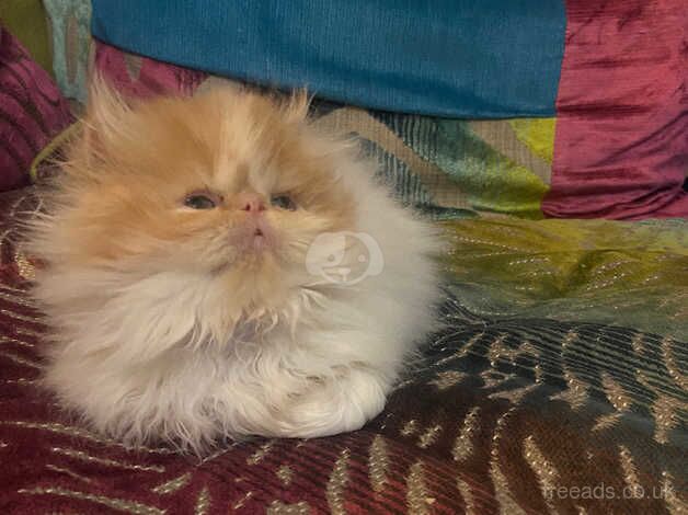 Beautiful Red & White Persian male kitten for sale in Cardiff, Cardiff - Image 4