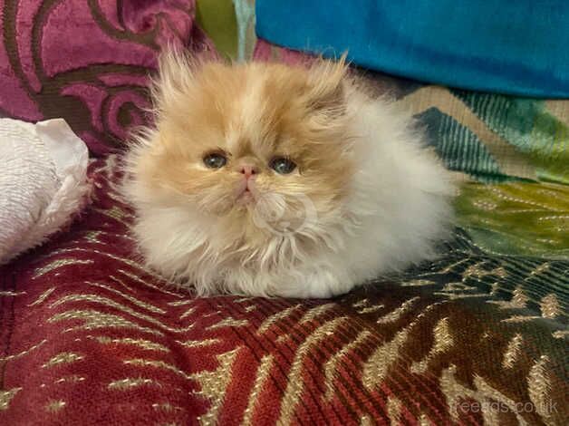 Beautiful Red & White Persian male kitten for sale in Cardiff, Cardiff - Image 5