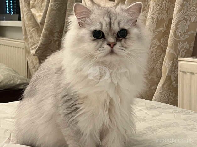 Chinchilla Persian for sale in Birmingham, West Midlands