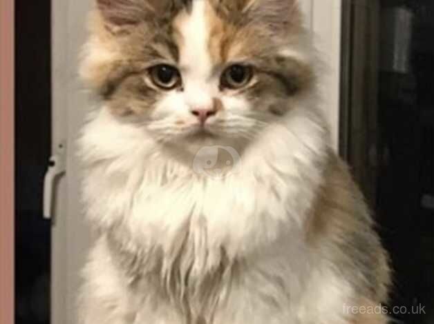 Exotic Persian Cross Maine coon for sale in Harlow, Essex