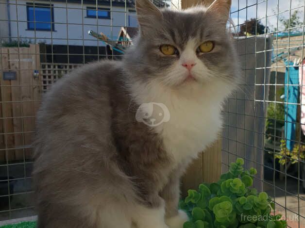 Female persian for sale in Newbridge, City of Edinburgh