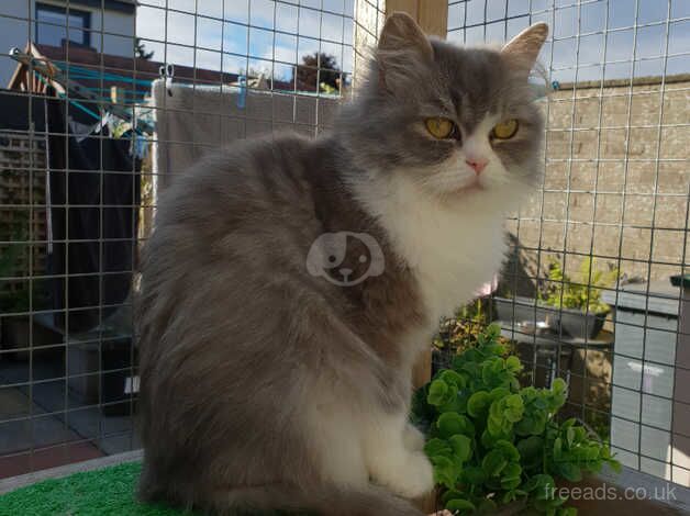 Female persian for sale in Newbridge, City of Edinburgh - Image 2