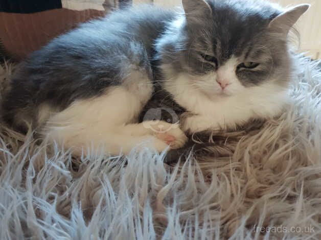 Female persian for sale in Newbridge, City of Edinburgh - Image 3