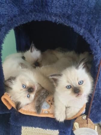 Fluffy Sealpoint Ragdoll kittens for sale in Llanfair Dyffryn Clwyd, Denbighshire