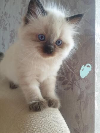 Fluffy Sealpoint Ragdoll kittens for sale in Llanfair Dyffryn Clwyd, Denbighshire - Image 2