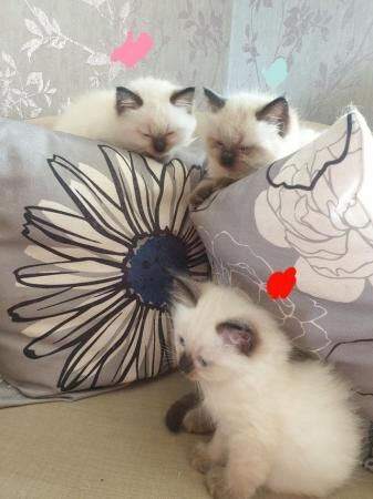 Fluffy Sealpoint Ragdoll kittens for sale in Llanfair Dyffryn Clwyd, Denbighshire - Image 3