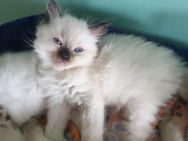 Fluffy Sealpoint Ragdoll kittens for sale in Llanfair Dyffryn Clwyd, Denbighshire - Image 4