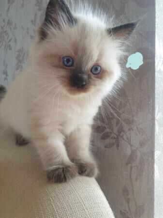 Fluffy Sealpoint Ragdoll kittens for sale in Llanfair Dyffryn Clwyd, Denbighshire - Image 5