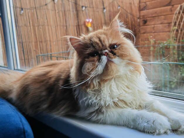 Ginger and white Persian cat male for sale in Antrim, Antrim