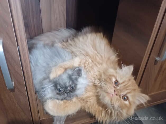 Persian Kittens For Sale