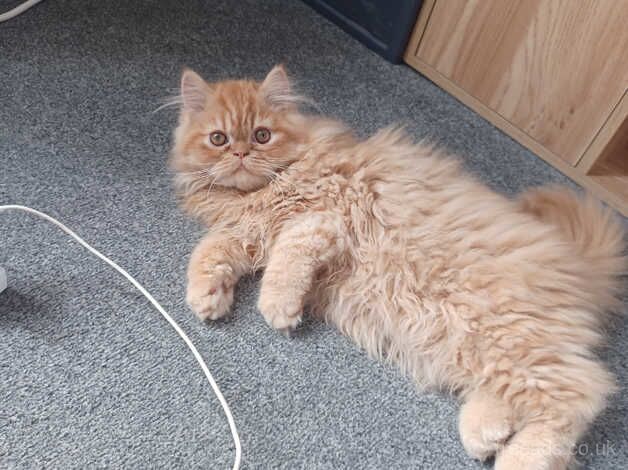 Ginger persian kitten for sale in Blackburn, Lancashire - Image 2