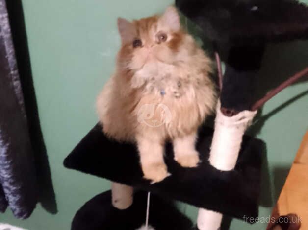 Ginger persian kitten for sale in Blackburn, Lancashire - Image 3