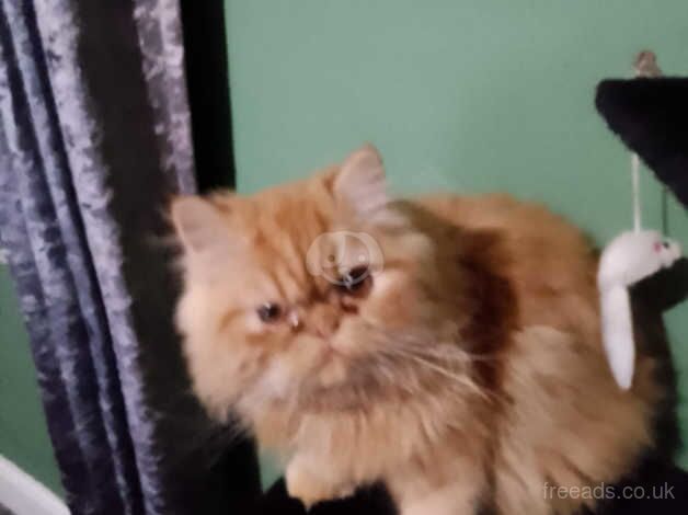 Ginger persian kitten for sale in Blackburn, Lancashire - Image 4