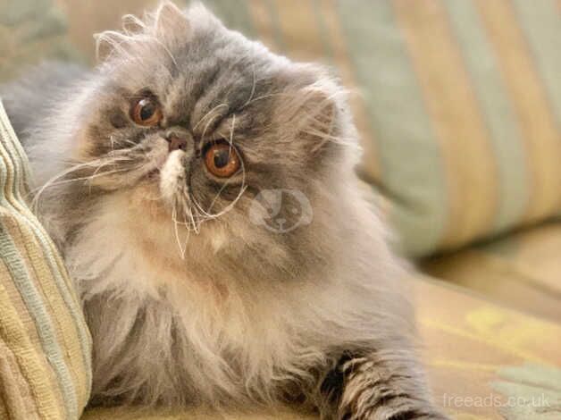 Gorgeous GCCF Adult Persian Girl for sale in Altrincham, Greater Manchester - Image 1