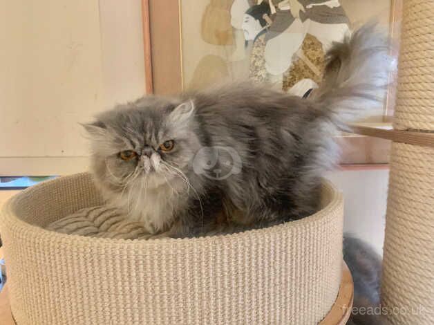 Gorgeous GCCF Adult Persian Girl for sale in Altrincham, Greater Manchester - Image 2