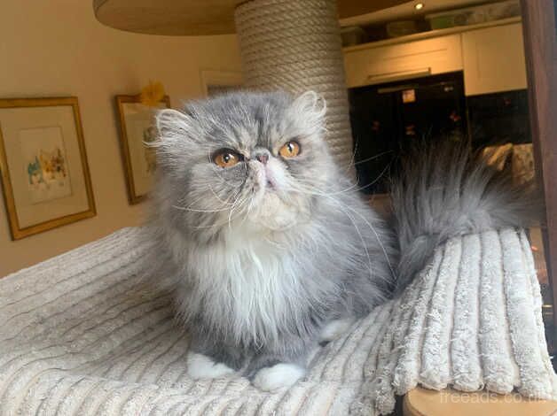 Gorgeous GCCF Adult Persian Girl for sale in Altrincham, Greater Manchester - Image 3