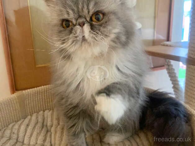 Gorgeous GCCF Adult Persian Girl for sale in Altrincham, Greater Manchester - Image 4