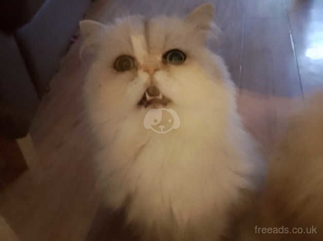 Gorgeous male cat for sale in Chapel St Leonards, Lincolnshire - Image 2