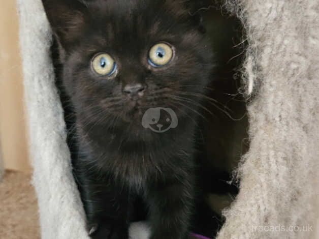 Gorgeous Microchipped and Vaccinated Persian Kittens for sale in Worthing, West Sussex - Image 2