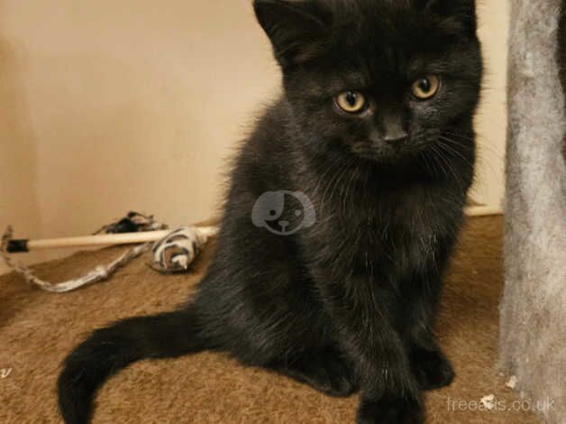 Gorgeous Microchipped and Vaccinated Persian Kittens for sale in Worthing, West Sussex - Image 4