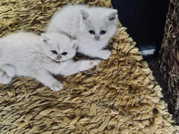 Half Persian kittens, 1 boy, 2 girls, ready from 9th oct for sale in Liskeard, Cornwall - Image 2